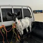 جفره بيشيه فل شحم ( تم البيييع )