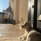 ماعز قزم اللون أبيض لعمر 40سوم