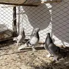 حمام تركي
