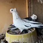 جوز قنادي