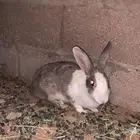 ارانب فرنسي