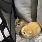 قطوين لتبني