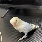 روز أليف مافي اي عض صحا و نضافه