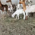 معزا ولد كلها