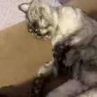 قطه شيرازي انثى للتزاوج