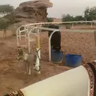 هاسكي مالموت بيور لتبني برسوم