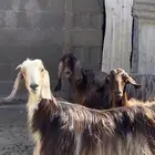 معزا