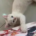 قطوه للبيع