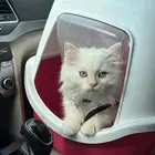 فندقه ببغاوات
