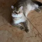 قط سكوتش ستريت ذكر