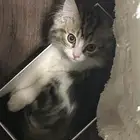 قط شيرازي