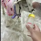 ماعز قزمي
