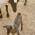 للبيع مقاني