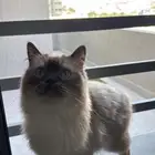 قط للتبني
