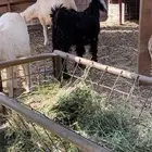 تيس عارضي العمر حول 3شهور