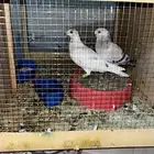 حمام للبيع