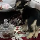 جفرة قزمية للأطفال أصغر من حجم القطه