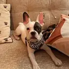 French Bulldog بيور