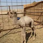 حوار ضيار للبيع