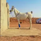 فرس شعبيه كفو