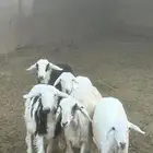 رخال طيبات للبيع