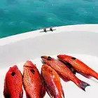 رحلات بحرية ( صيد)