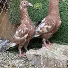 طبات زاجل مولمينز( تم البيع )
