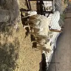 غنم مواليد حرش طيبه