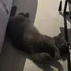 قطط