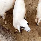 رخال جذعات معزوله ونظيفه