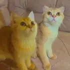 قطط سكوتش للبيع (متبقي الانثى فقط)