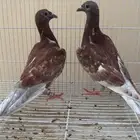 زاجل