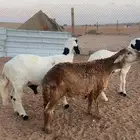 سواكن طليان فاخره