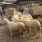 رخال