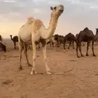 لقحه وضحاء