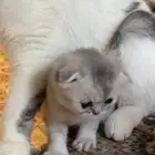 سكوتش فولد كيتن للبيع