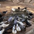 بط للبيع