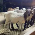 للبيع خرفان تيوس العمر 5شهور لبانيه