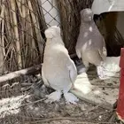 حمام تركي