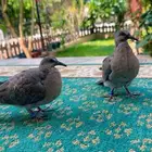 طبة قمري