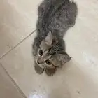 قطة صغيرة