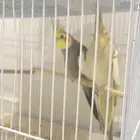 زوج كروان وزيبرا للبيع