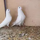 حمام باكستاني ساندرا