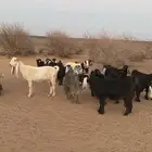 معزا عددها 19 للبيع