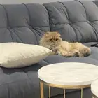 قط ذكر سكوتش للبيع فصيله فاخره