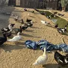 بط نوع بح للبيع العدد 100 يزود او ينقص الصحه تمام