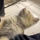 قطو للبيع سكوتش عمره شهر ونص يحب يلعب وصغير