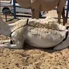 حواره تروح مفروده
