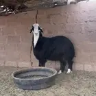 طليان ذبايح للبيع طيبه بالحيل