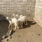 بهم خرفان